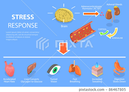 3D Isometric Flat Vector Conceptual Illustration of Stress Response Process 3D Isometric Flat Vector Conceptual Illustration of Stress Response Process 86467805