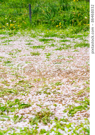 櫻花花瓣散落在地上 86468032