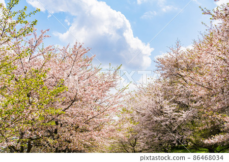 藍天和櫻花樹 86468034