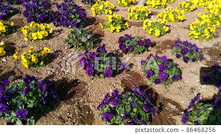 Cute yellow and purple viola flowers 86468256