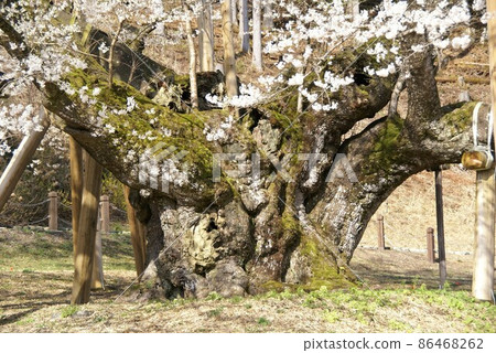 日本三大櫻花 Neodani Usuzumi 86468262