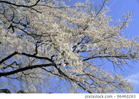 日本三大櫻花 Neodani Usuzumi 日本三大櫻花 Neodani Usuzumi 86468263