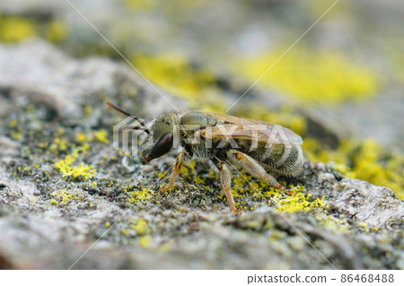Closeup on a tiny green metallic Emerald Metallic-Furrow Bee, Halictus smaragdulus sitting on a piece of wood in Southern France Closeup on a tiny green metallic Emerald Metallic-Furrow Bee, Halictus smaragdulus sitting on a piece of wood in Southern France 86468488