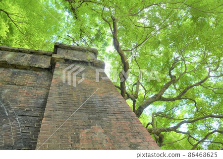 Blue maple Aigi tunnel group 86468625