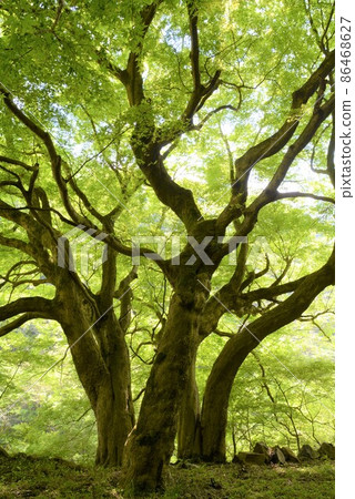 Blue maple Aigi tunnel group 86468627