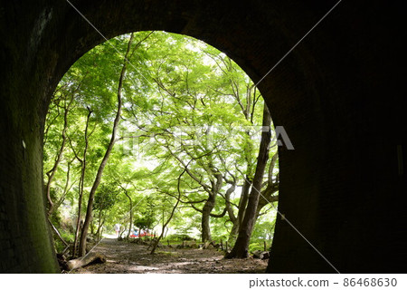 Blue maple Aigi tunnel group Blue maple Aigi tunnel group 86468630