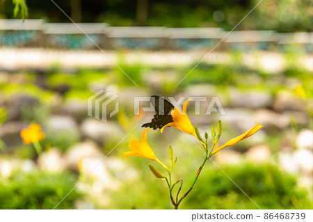 Spangle butterfly sucking nectar Spangle butterfly sucking nectar 86468739