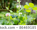 碗豆的葉與白色的花 86469185