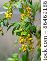 金露花的果實 86469186