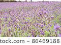 薰衣草花田 86469188