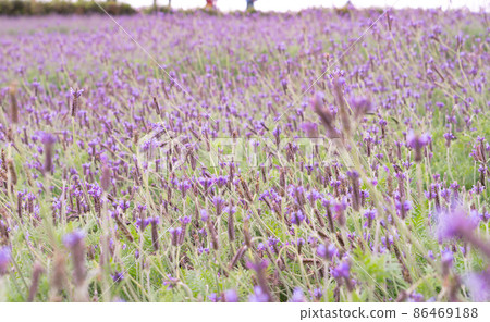 薰衣草花田 86469188