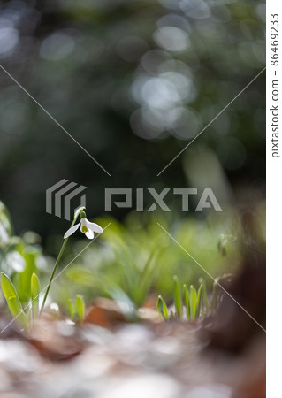 Snowdrop in full bloom Snowdrop in full bloom 86469233