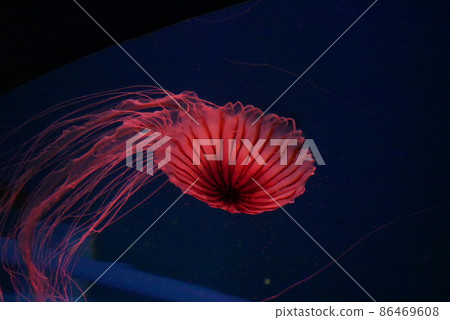 Red jellyfish swimming gracefully in the aquarium Red jellyfish swimming gracefully in the aquarium 86469608