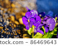 Frosted pansies Frosted pansies 86469643