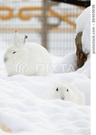 [Asahikawa City, Hokkaido] Winter Asahiyama Zoo Ezoyuki Rabbit February 86469696