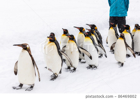 [Asahikawa City, Hokkaido] Winter Asahiyama Zoo Penguins Walk February 86469802