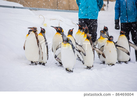 [北海道旭川市]冬季旭山動物園企鵝徒步2月 86469804