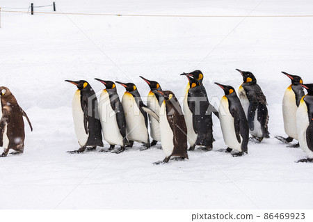 [Asahikawa City, Hokkaido] Winter Asahiyama Zoo Penguins Walk February 86469923