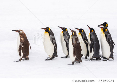 [Asahikawa City, Hokkaido] Winter Asahiyama Zoo Penguins Walk February 86469924