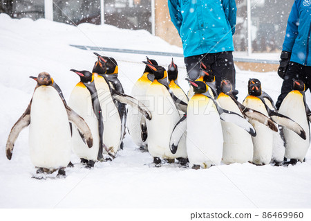 [Asahikawa City, Hokkaido] Winter Asahiyama Zoo Penguins Walk February 86469960