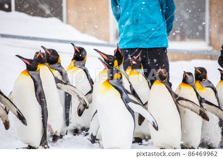 [Asahikawa City, Hokkaido] Winter Asahiyama Zoo Penguins Walk February 86469962