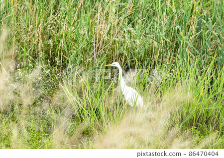 河床上的白鷺 河床上的白鷺 86470404
