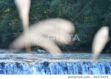 Looking at the river through Japanese pampas grass Looking at the river through Japanese pampas grass 86470449