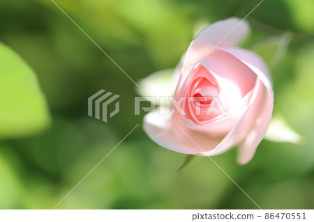 玫瑰粉紅色 86470551