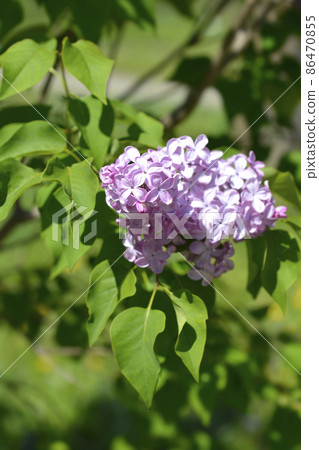 Lilac Esther Staley 86470855