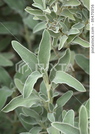 Jerusalem sage Jerusalem sage 86470856