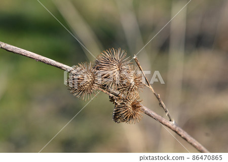 Lesser burdock 86470865