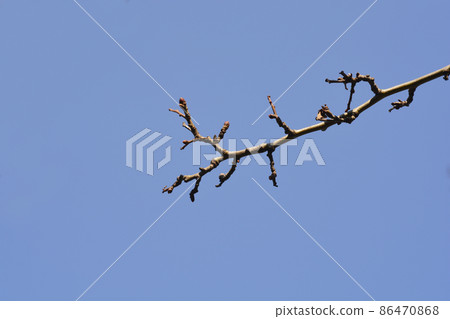 Hawthorn branch Hawthorn branch 86470868
