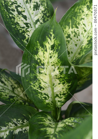 Dumb Cane Compacta Dumb Cane Compacta 86470871