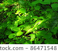 Fresh green mountain wild grass Hokkaido Mt. Muine 86471548