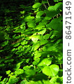 Fresh green mountain wild grass Hokkaido Mt. Muine 86471549