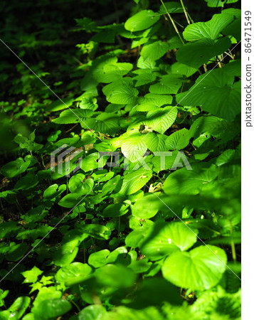 Fresh green mountain wild grass Hokkaido Mt. Muine Fresh green mountain wild grass Hokkaido Mt. Muine 86471549