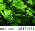 Fresh green mountain wild grass Hokkaido Mt. Muine 86471551