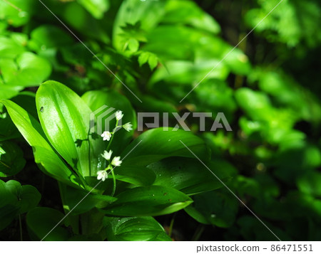 Fresh green mountain wild grass Hokkaido Mt. Muine Fresh green mountain wild grass Hokkaido Mt. Muine 86471551