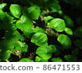 Fresh green mountain wild grass Hokkaido Mt. Muine 86471553
