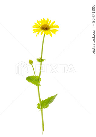 Wild field yellow flowers isolated on white background. Wild field yellow flowers isolated on white background. 86471806