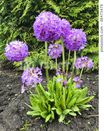 Pink Denticulata in garden. 86473479