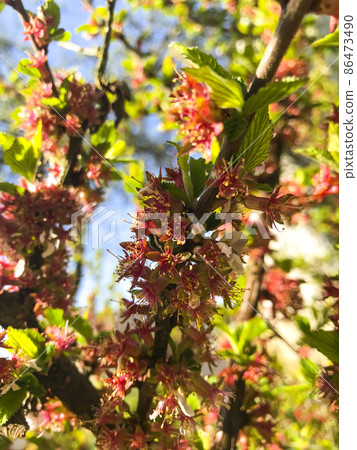 Blooming Nanking cherry (Cerasus, Prunus tomentosa) in spring. Blooming Nanking cherry (Cerasus, Prunus tomentosa) in spring. 86473490