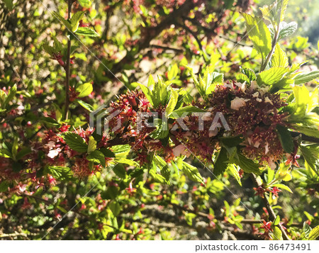 Blooming Nanking cherry (Cerasus, Prunus tomentosa) in spring. 86473491