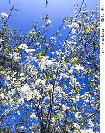 Cherry garden blooming against blue sky. Cherry garden blooming against blue sky. 86473492