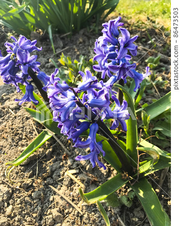 Blue hyacinths growing in ground. Blue hyacinths growing in ground. 86473503