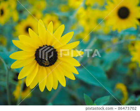 Brightly colored sunflowers and bees Brightly colored sunflowers and bees 86473702