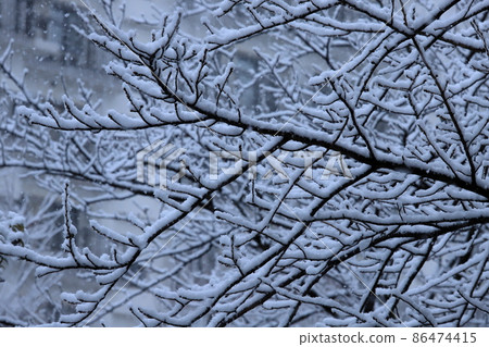 Housing complex planting and snowfall scenery Housing complex planting and snowfall scenery 86474415