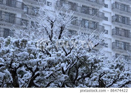 住宅小區種植和降雪風景 住宅小區種植和降雪風景 86474422