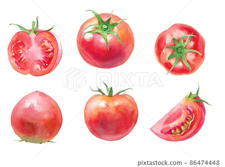 新鮮西紅柿的水彩插圖。一組從不同角度看到的西紅柿。 86474448