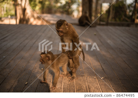Family life and behavior of monkeys in the wild 86474495